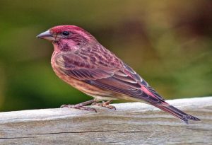 Purple Finch