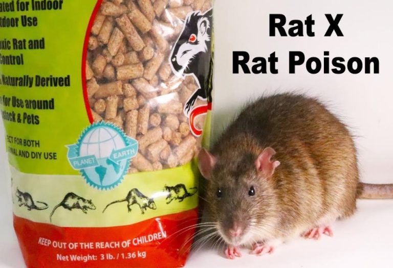 Rat Poison: Understanding Types, Uses, and Safety Precautions