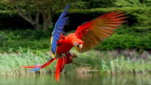 Red Birds