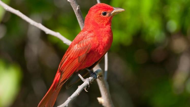 Exploring the World of Red Birds: Identification, Symbolism, and Species Guide