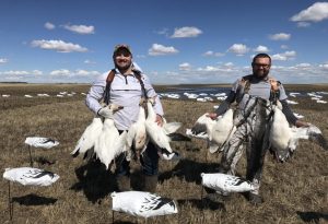 Snow Goose