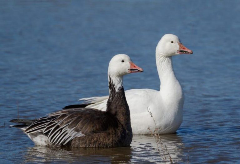 Snow Goose: A Fascinating Migration Marvel and Its Role in the Ecosystem