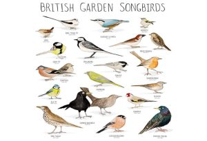 Songbirds