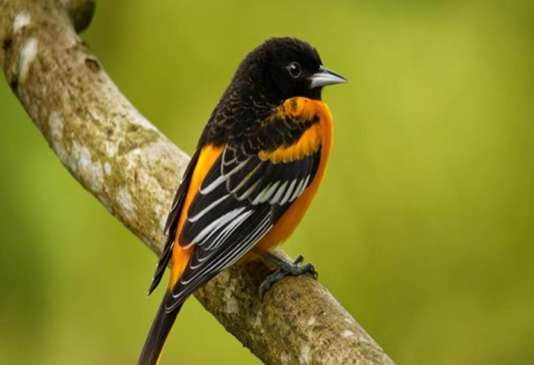 Songbirds: The Melodic Wonders of Nature