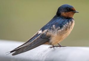 Swallow Bird