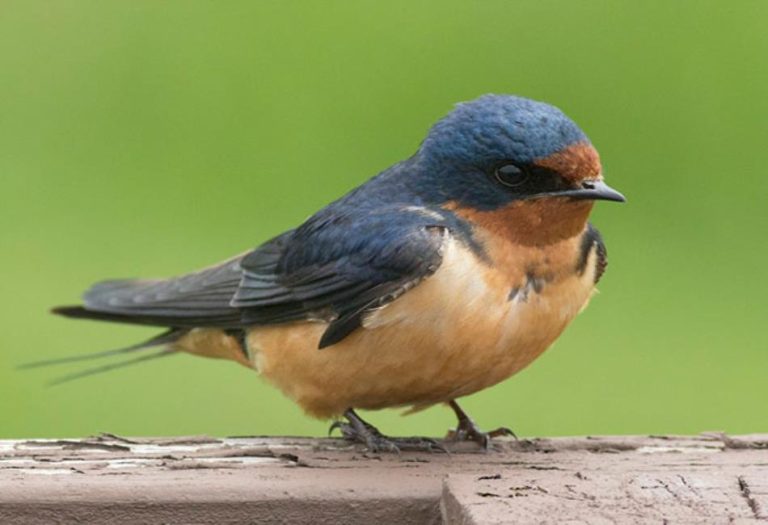 The Swallow Bird: Nature’s Aerial Acrobat and Symbol of Freedom