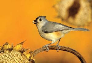  Tufted Titmouse