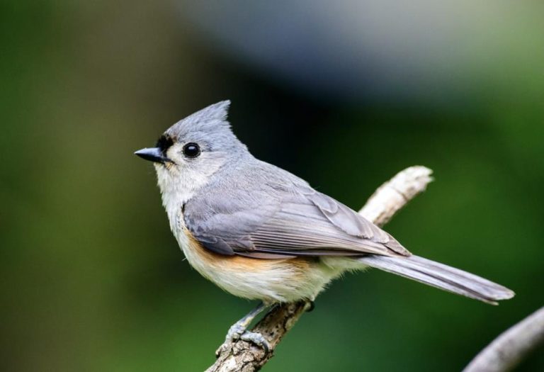 The Tufted Titmouse: A Charming Bird of North America