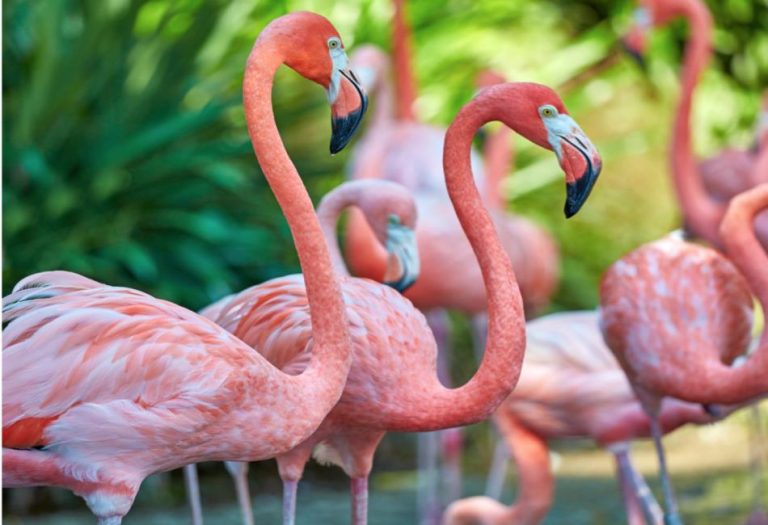 Why Are Flamingos Pink? The Science Behind Their Unique Coloration