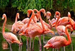 Flamingos 