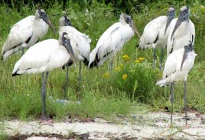  Wood Stork