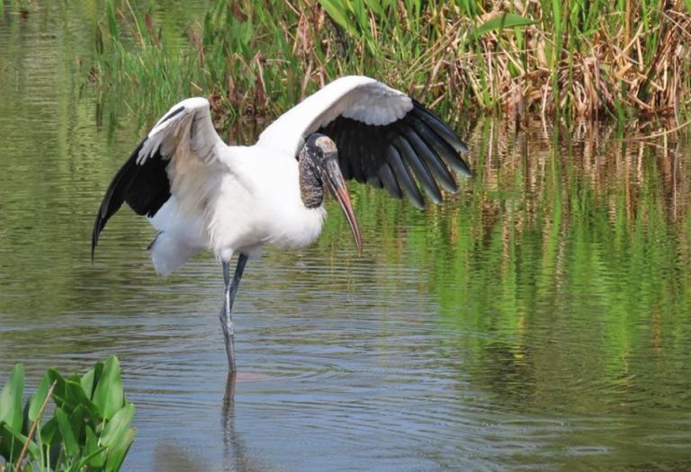 The Wood Stork: A Majestic Bird and Its Role in the Ecosystem