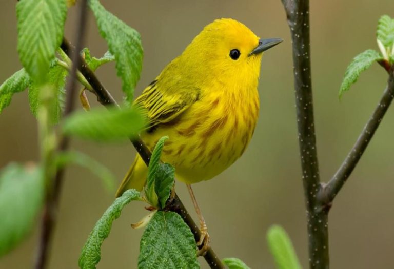 Yellow Warbler: A Comprehensive Guide to This Vibrant Songbird