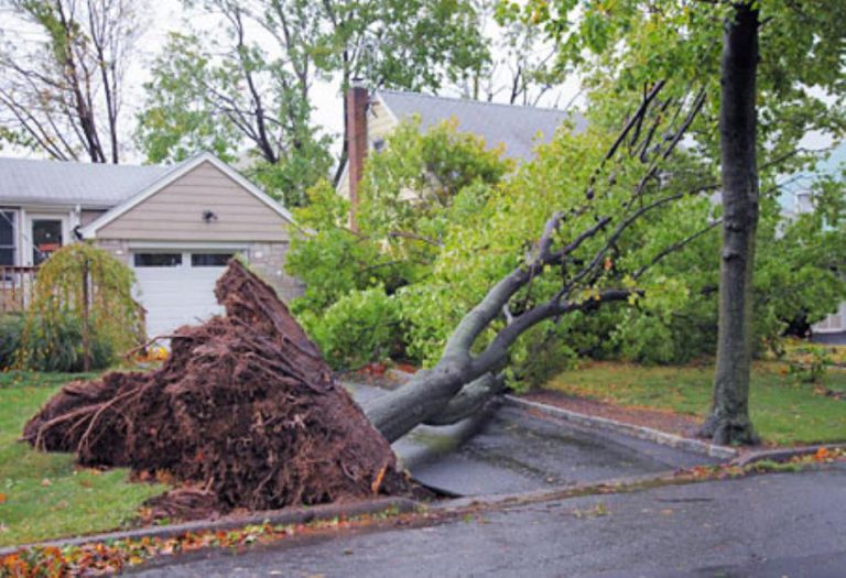 After the Storm: Dealing with Tree Damage on  