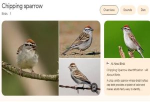 Chipping Sparrow