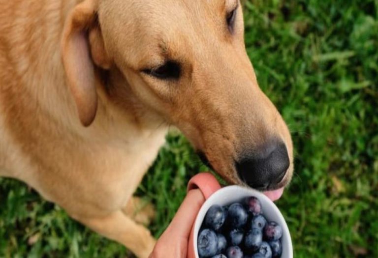 Discover the Benefits of Frankincense in Your Dog’s Wellness Routine