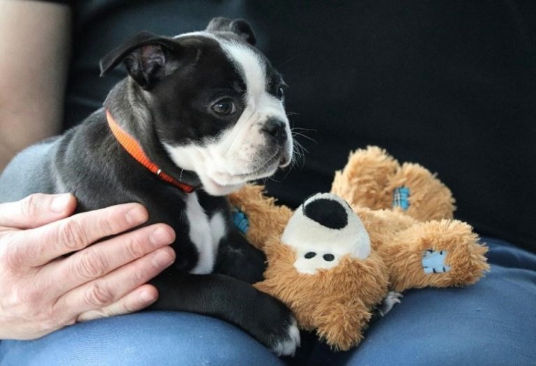 How to Protect Your Pets from Heatstroke, Dehydration, and Paw Burns During Hot Weather
