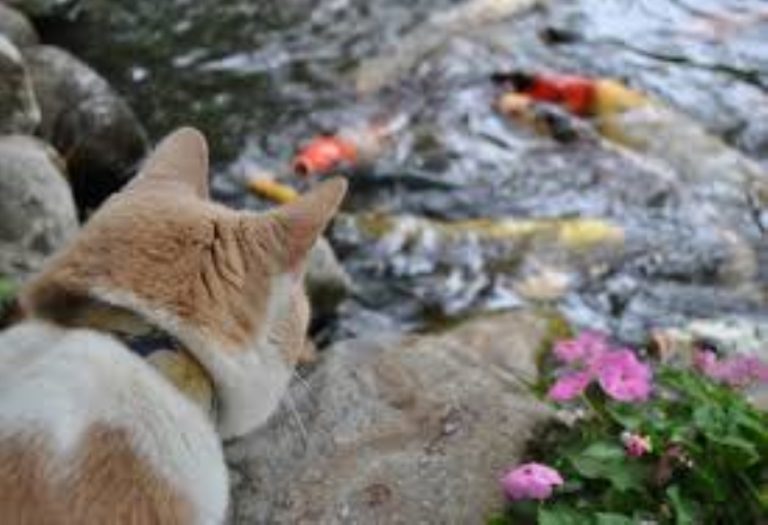 Pond Cleaning When You Have a Curious Cat