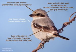 Shrikes