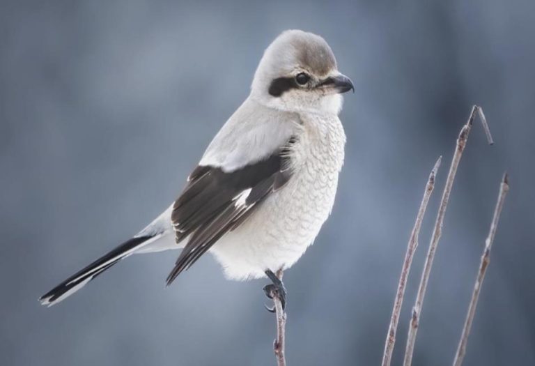 Shrikes: The Predatory Songbirds with Unique Hunting Skills