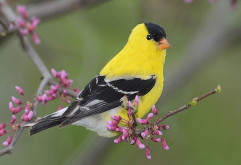 The Fascinating Birds of the Midwest USA