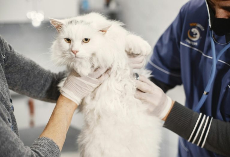 Top 4 Reasons Why Dog and Cat Parents Need to Learn CPR