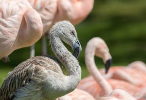 Baby Flamingos