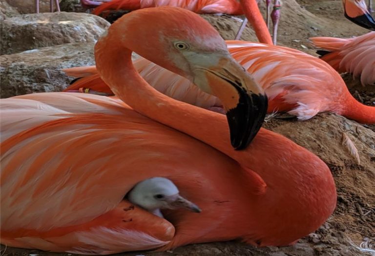 Baby Flamingos: Fascinating Facts About These Unique and Adorable Birds