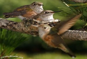  Baby Hummingbird