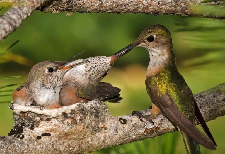 Inside the Nest: The Fascinating Life Cycle of a Baby Hummingbird