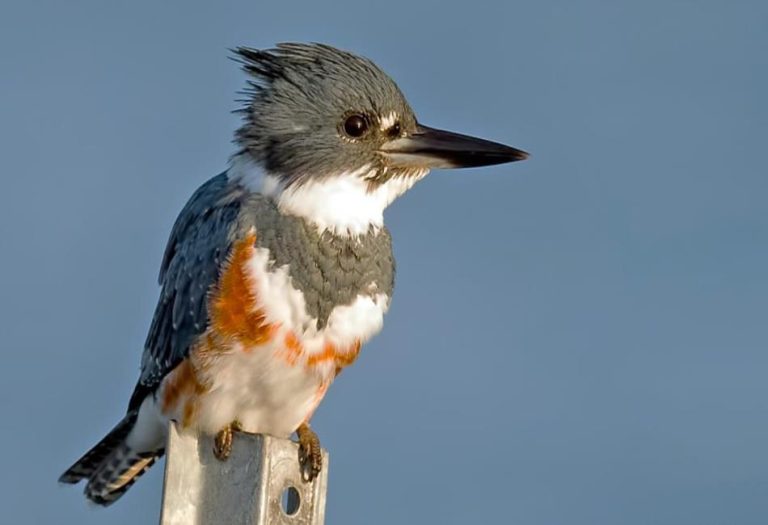 Belted Kingfisher: A Striking and Skilled Fisher of North America