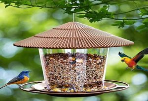 Bird Feeders
