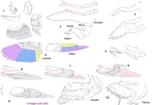 Bird Wings