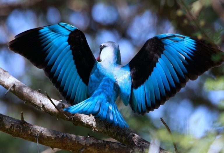 The Marvel of Bird Wings: Anatomy, Function, and Evolution