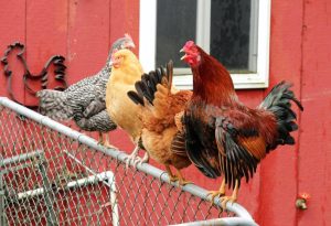 Chickens Fly