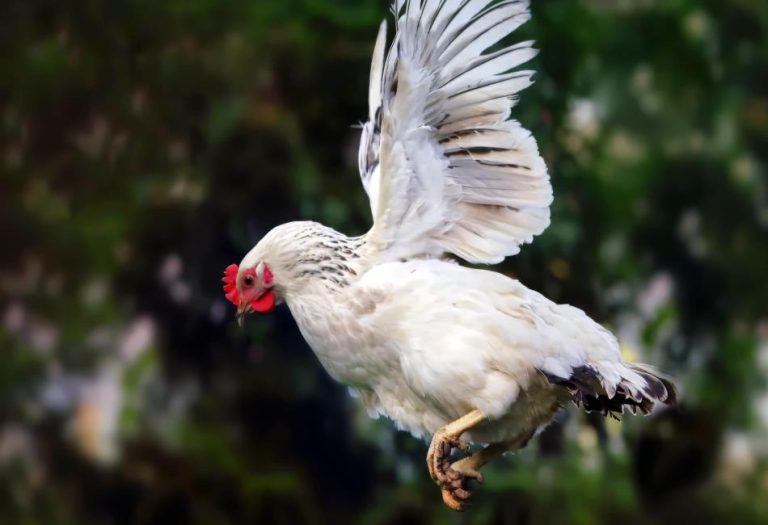 Can Chickens Fly? Understanding the Anatomy, Abilities, and Behaviors of Our Feathered Friends