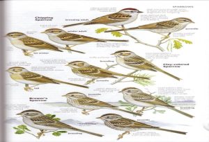 Chipping Sparrow