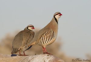 Chukar