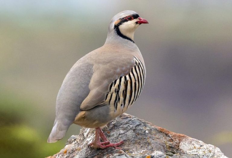 Chukar: A Comprehensive Guide to the Rugged and Resilient Game Bird