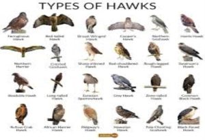 Hawk Identification