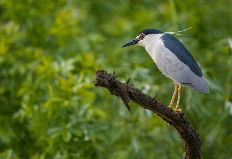 The Heron: An Elegant and Resourceful Bird of Wetlands