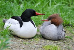 Merganser