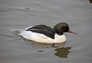 Merganser