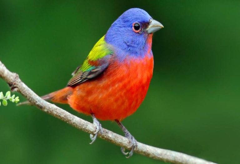 The Painted Bunting: A Jewel of North American Birdlife