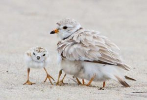 Plover