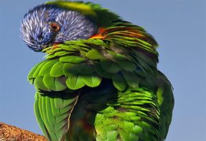  Preening