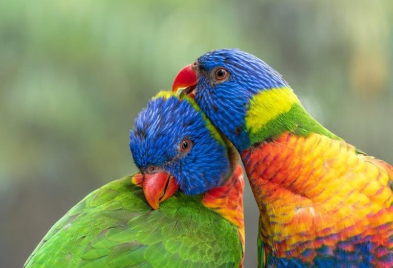 The Importance of Preening: Understanding the Self-Care Ritual of Birds