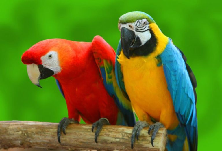 Talking Birds: Nature’s Mimicry Marvels