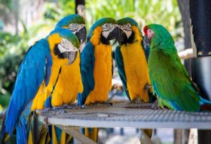 Talking Birds