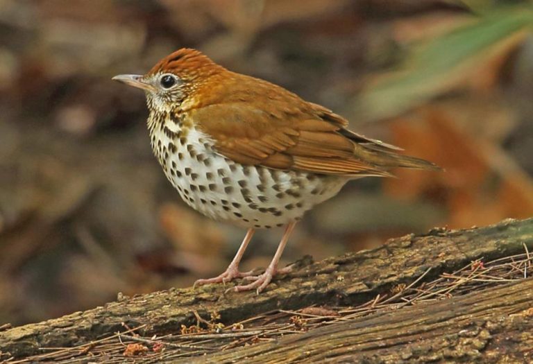 Thrush Birds: Melodious Singers and Vital Players in the Ecosystem